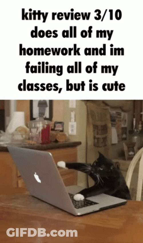 Kitty Review All Of Homework GIF