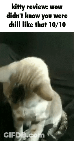 Kitty Review Chill GIF