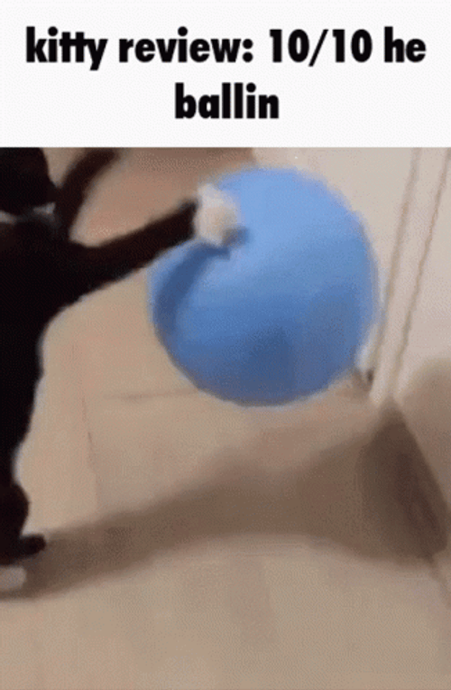 Kitty Review Ten Ten He Ballin GIF