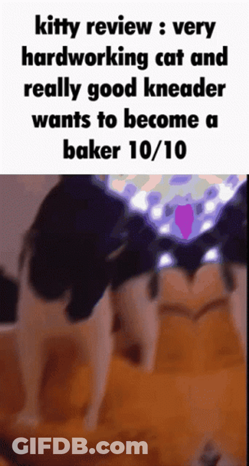 Kitty Review Very Hardworking GIF