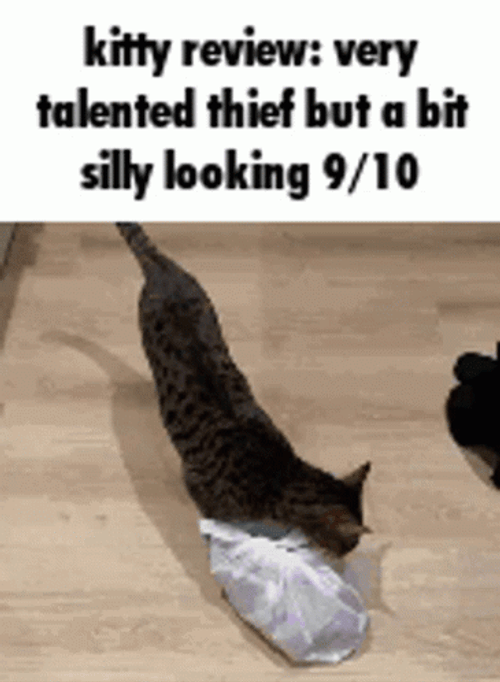Kitty Thief Silly GIF