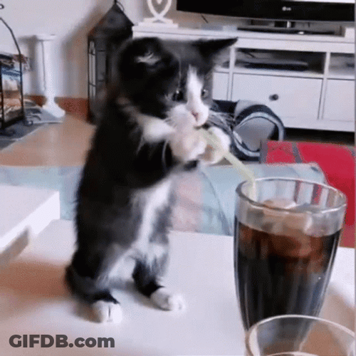Kitty Trying Sosa Drink GIF
