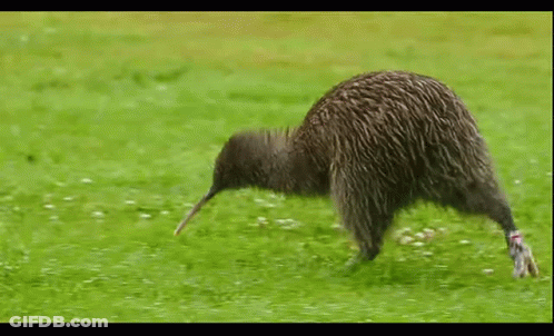 Kiwi Bird Running Across Grassy Field GIF