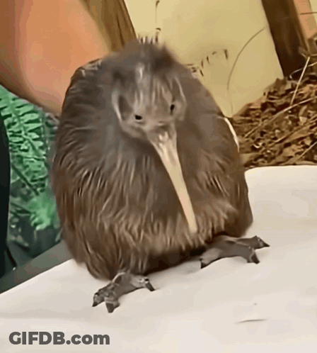 Kiwi Bird Sitting Looking At Camera GIF