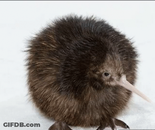 Kiwi Bird With Pink Beak GIF