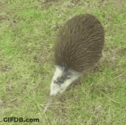Kiwi Standing In Grass Saying It Is Currently Real Kiwi Hours GIF