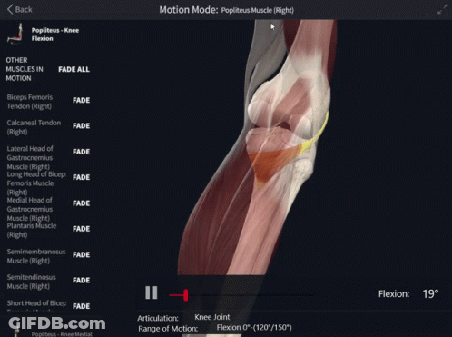 Knee Joint With Muscles List On Screen GIF