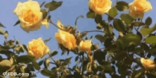 Knight By Fire With Sword And Ring Of Fire GIF