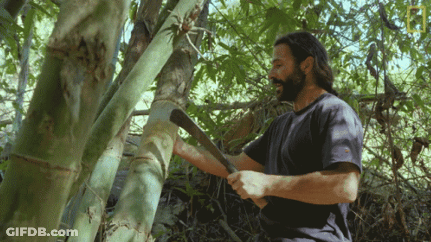 Knock On Wood Plant Forest GIF