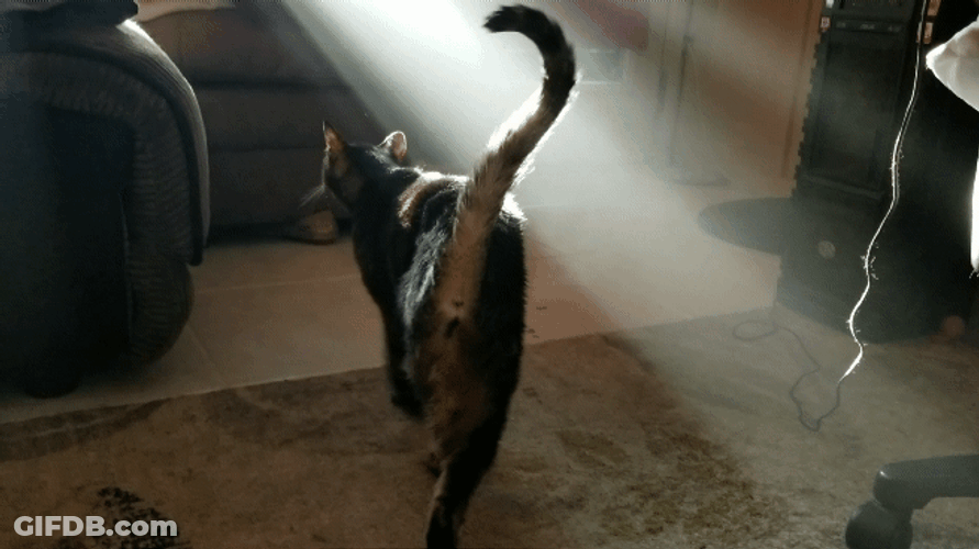 Knockout Scared Cat Of Sunlight GIF