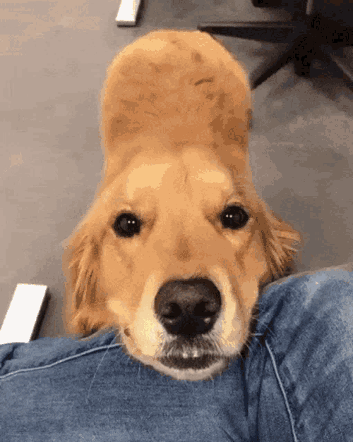 Knoxy Golden GIF