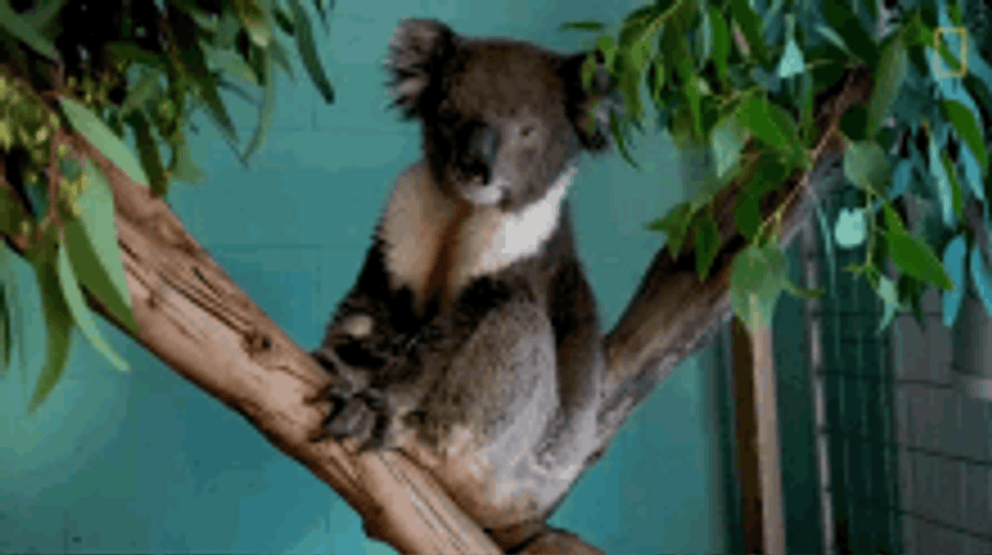 Koala Angry Glare GIF