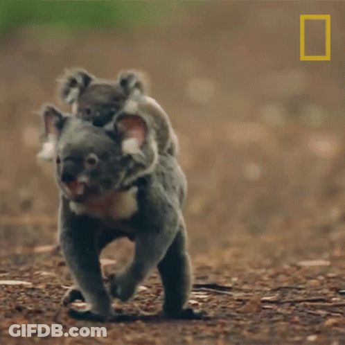 Koala Bear Carrying Baby On Back GIF