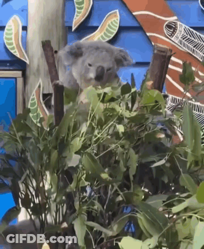 Koala Bear Sitting In Bush Eating Leaves GIF