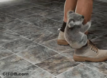 Koala Bear Sitting On Person's Leg GIF