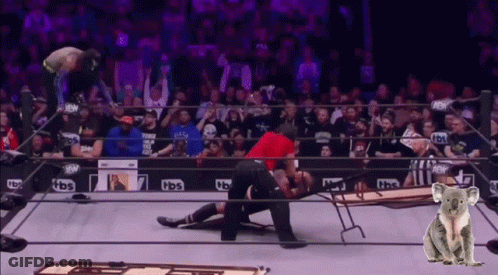 Koala Bear Standing In Front Of TBS Wrestling Ring GIF