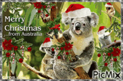 Koala Bear Wearing Santa Hat On Christmas Card From Australia GIF