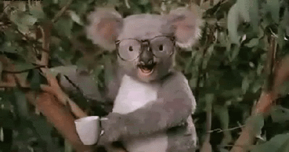 Koala Being Punch GIF