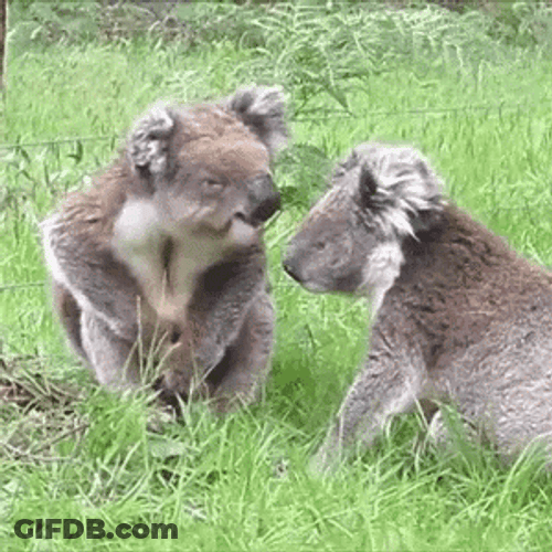 Koala Couple Kissing GIF