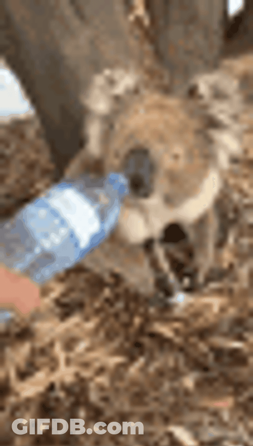 Koala Drinking Mineral Water GIF