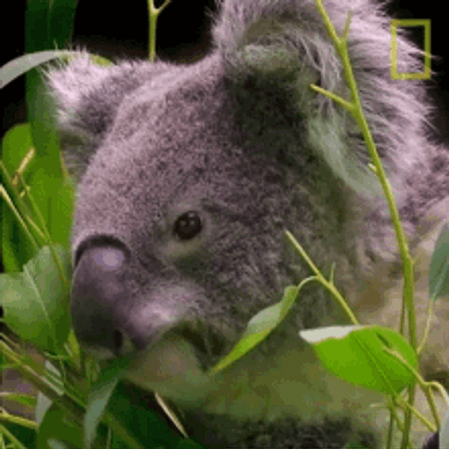 Koala Eating A Leaf GIF