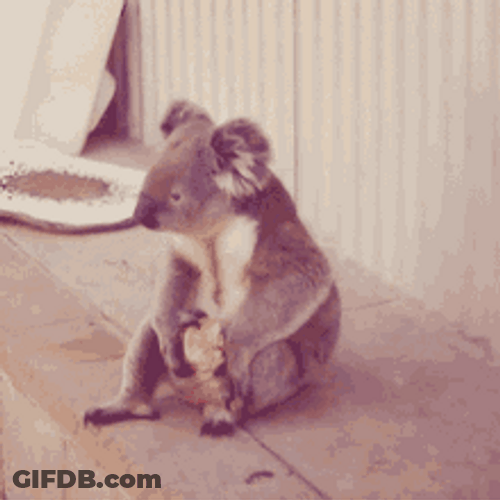 Koala Eating Apple GIF