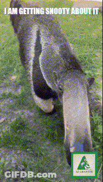 Koala Eating Grass Saying I Am Getting Snooty About It GIF