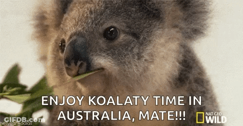 Koala Eating Leaf Koalaty Time Australia Mate GIF