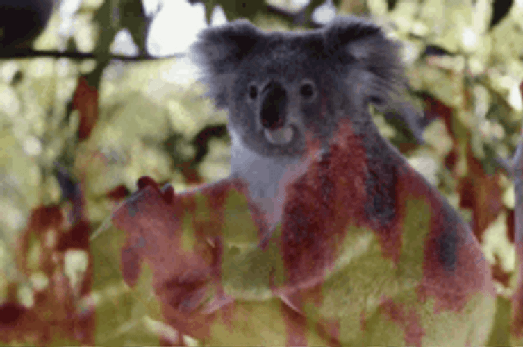 Koala Melting Meme GIF