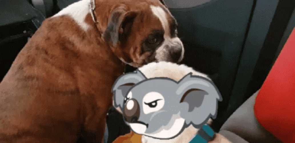 Koala Playing With Dog GIF