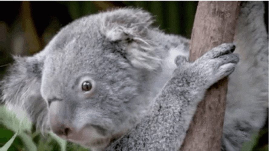 Koala Shocked What Reaction GIF
