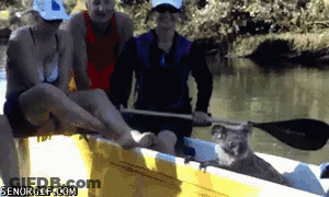 Koala Sitting In Boat With People And Senorgif.com Watermark GIF