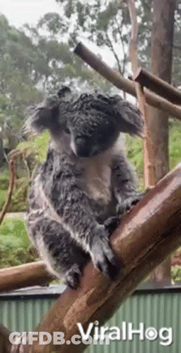 Koala Sitting On Tree Branch Looking At Camera GIF