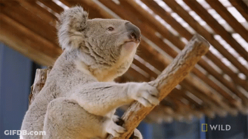 Koala Sitting On Tree Branch GIF