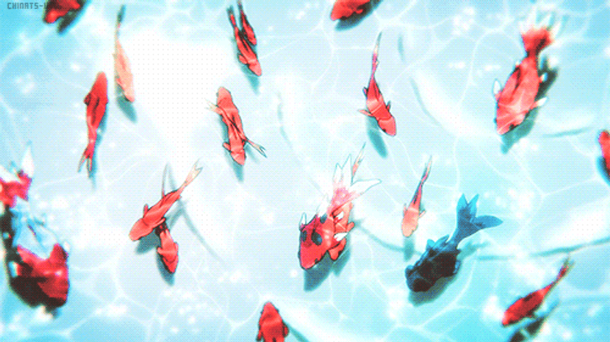 Koi Fish Pond GIF