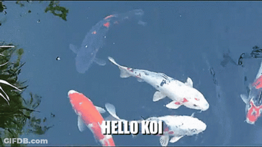 Koi Fish Swimming Hello Koi GIF
