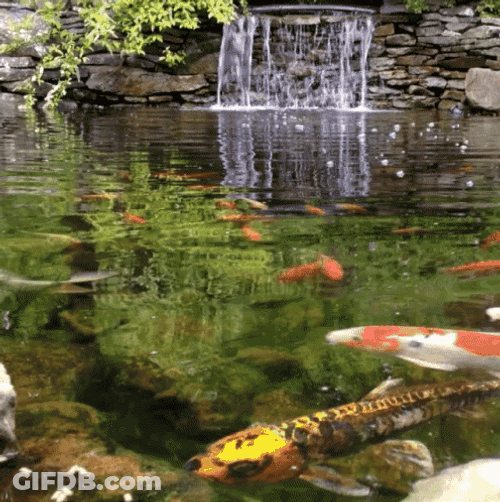 Koi Fish Swimming Small Falls GIF