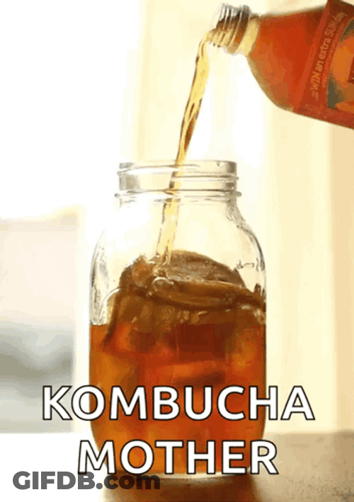 Kombucha Mother Tea Taste Good GIF