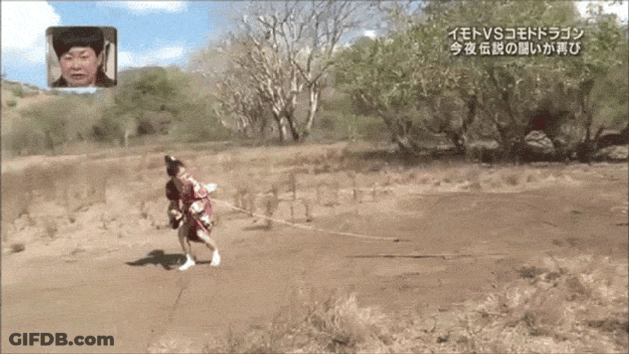 Komodo Dragon Chase Japanese GIF