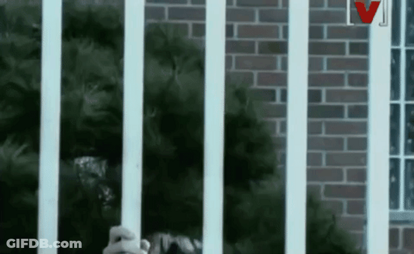Korean Guys Stalking Behind Iron Fence GIF