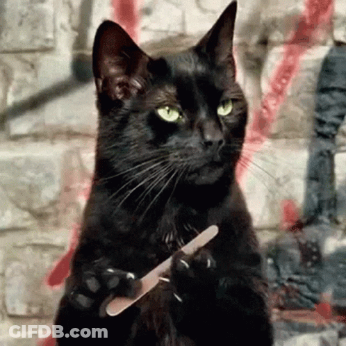 Kot Cat GIF
