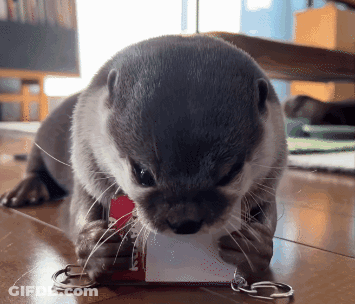 Kotsumet Otter GIF