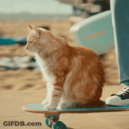 Kpn Kpn Kat GIF