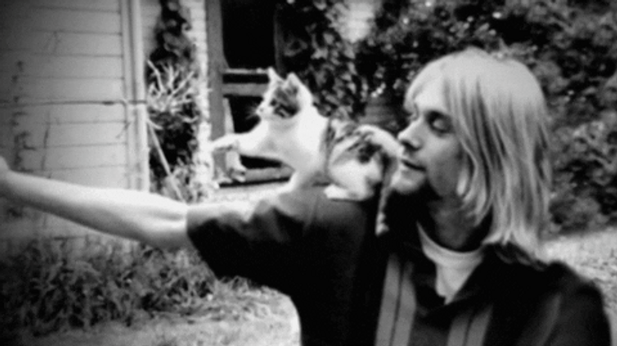 Kurt Cobain Cat Play GIF