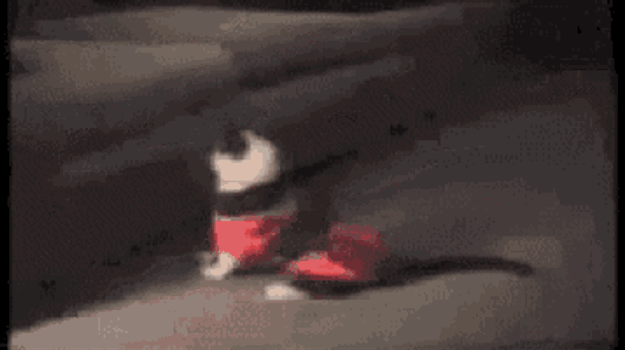 L04c GIF