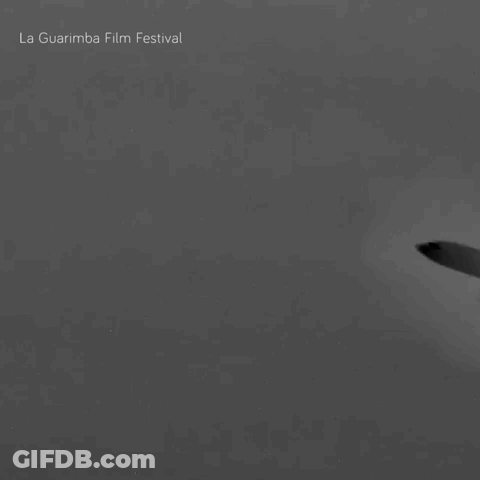 La Guarimba Film Festival Plane GIF