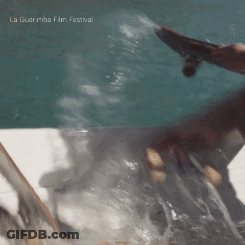 La Guarimba Film Festival Poster Swimming Person GIF