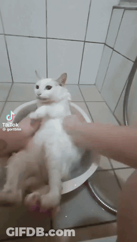 La Guarimba Film Festival GIF