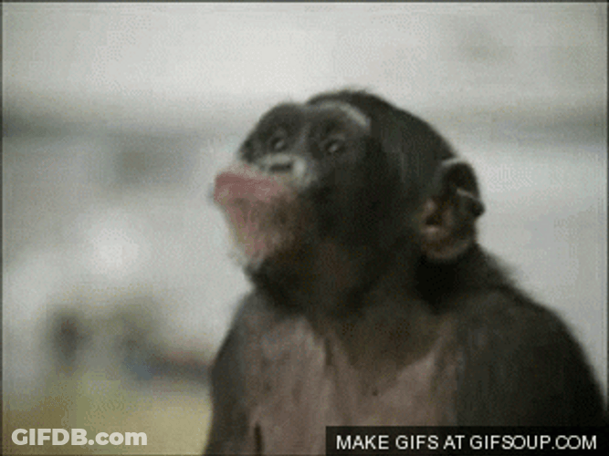 Lab Dancing Monkey GIF