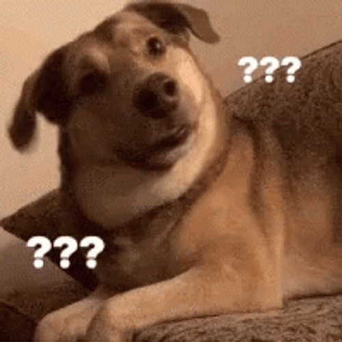 Labrador Confused Dog GIF
